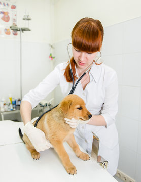 Female veterinarian examining a puppy dog
