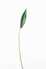 Green plant willow leaf stem branch isolated on a white backgrou