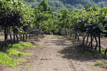 Camino entre una plantaci&oacute;n de &aacute;rboles frutales