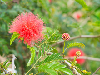 Red Flower. beautiful Flower of Thailand.