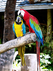 Couple of macaws in romance scene with blur background.