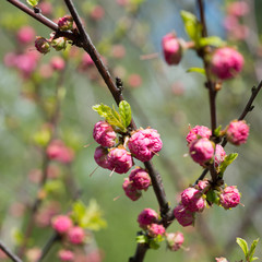 Louiseania triloba flowers in bud