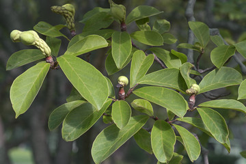 Saucer magnolia fruits