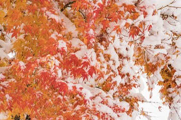紅葉と雪