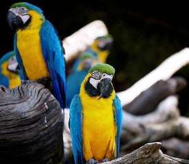 Macaw relaxing with blur background.
