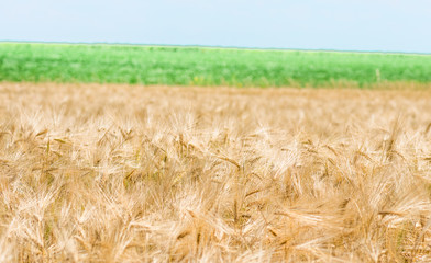 organic golden ripe ears of wheat in field