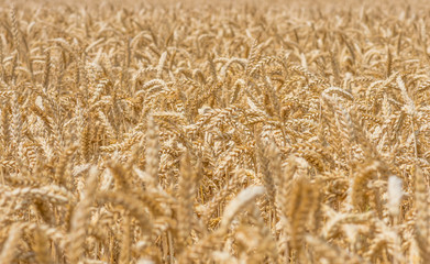 organic golden ripe ears of wheat in field