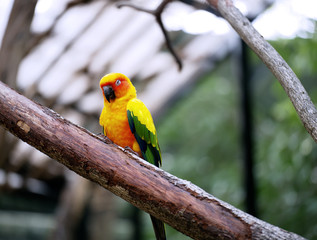 Conure relaxing on a tree with blur background.