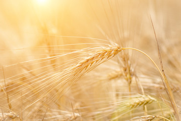 organic golden ripe ears of wheat in field