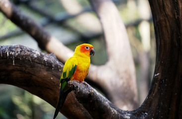 Conure relaxing on a tree with blur background.