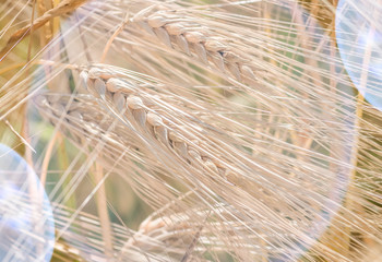 organic golden ripe ears of wheat in field