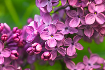 Fototapeta na wymiar spring lilac violet flowers soft floral background