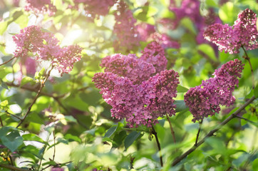 spring lilac violet flowers soft floral background