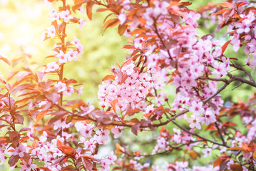flowers and young leaves of cherry wood sakura