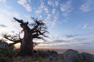 Fototapeta na wymiar Large baobab tree
