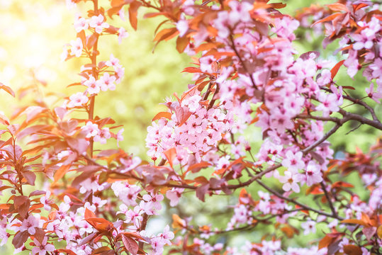 flowers and young leaves of cherry wood sakura © fotolesnik