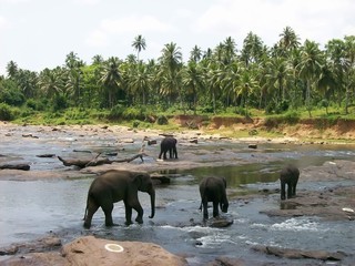 Fototapeta na wymiar Elephant swimming in a river in Sri Lanka