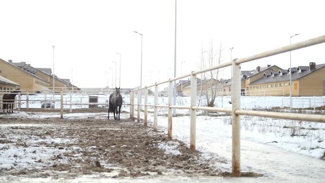 Black horse in the stable at winter day snorts steam from the nostrils