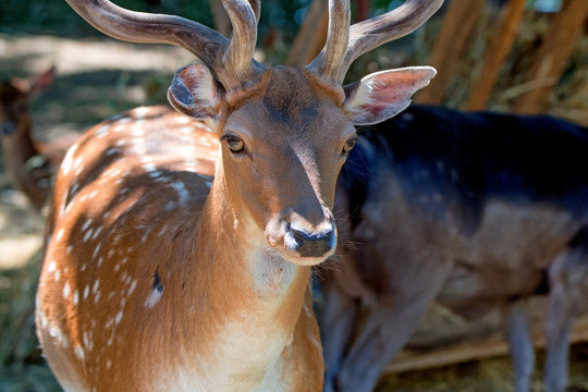 Close-up photography of fallow deer