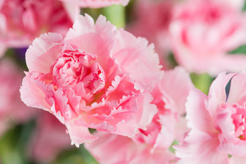 pink carnations macro