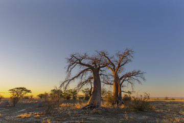 Fototapeta na wymiar Two baobab trees