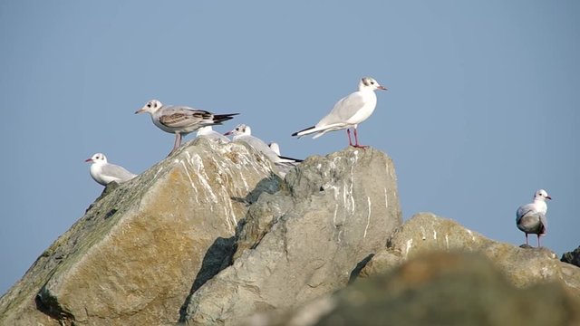 Seagull on the sea shore on the rock
