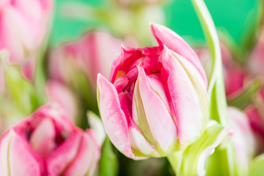 pink tulip close-up card