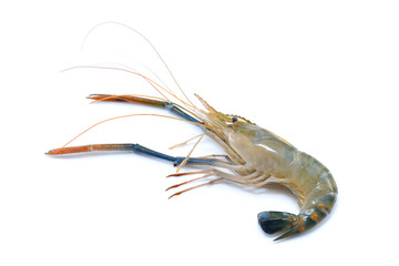 Fresh shrimps,prawns isolated on white background

