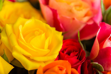 colorful shrub rose close-up
