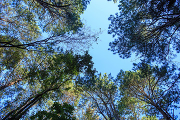 Top of tree.