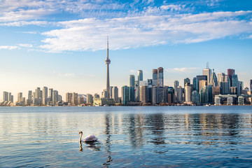Toronto Skyline and swan swimming on Ontario lake - Toronto, Ontario, Canada - obrazy, fototapety, plakaty