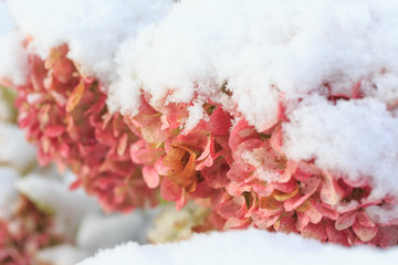 Pink hydrangea variety 'Endless Summer' covered with newly fallen snow.