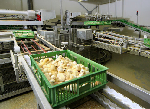Hatchery. Chicklets in crate on conveyor belt. Chicken. Poultry. Propagation company