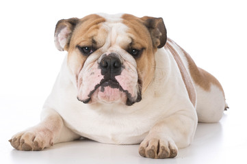 english bulldog laying down