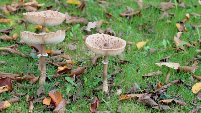 Hand on edible mushroom macrolepiota procera