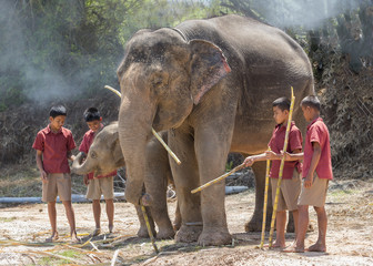 Fototapeta premium elephant