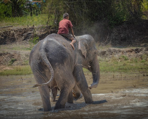 elephant