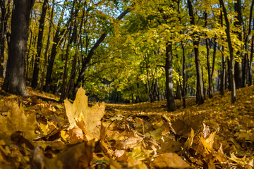 Orange autumn leaves on the ground of High Park walkway - Toronto, Ontario, Canada