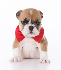 english bulldog puppy