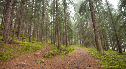 Fototapeta premium A single alpine path splits in two different directions. It's an