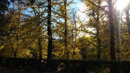 Fototapeta premium Rome landscape