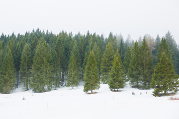 Pine forest in winter with snow