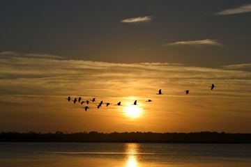 Great White Herons flying over the river at sunset