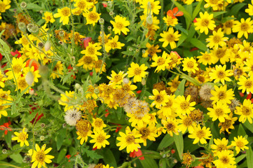 Obraz premium Melampodium divaricatum derby yellow flowers in garden