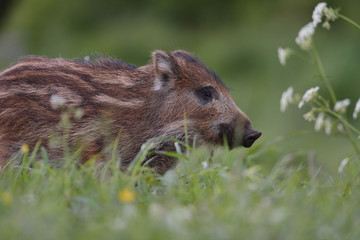 Wild boar piglet portrait