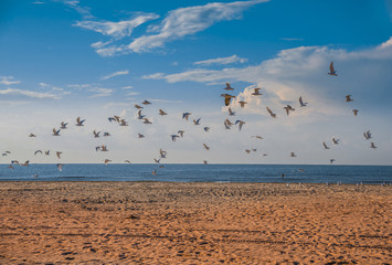 Seagulls on the coast of the Mediterranean