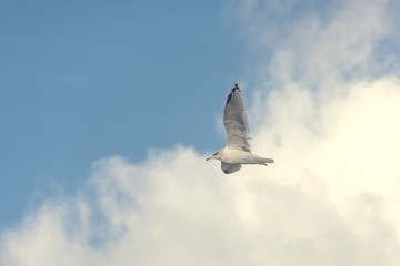 Möwe vor Wolken fliegend