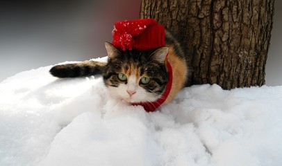  Winter day.
Cat in red cap
