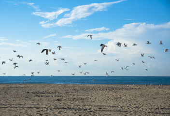 Seagulls on the coast of the Mediterranean