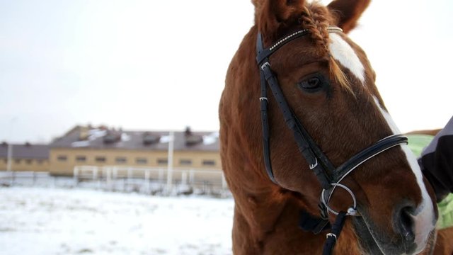 Face of red horse at cold winter day, close up